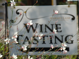 2009 10-Lodi Wine Tasting